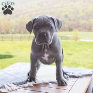 Keira, Cane Corso Puppy